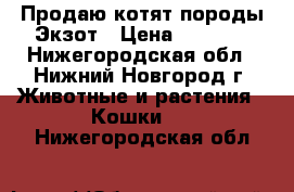 Продаю котят породы Экзот › Цена ­ 5 000 - Нижегородская обл., Нижний Новгород г. Животные и растения » Кошки   . Нижегородская обл.